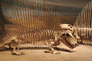 Illustration for article titled Meet the reptilian predator that's older than the earliest dinosaurs